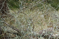 Senecio quadridentatus
