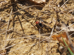 Pasites maculatus