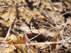 Pasites maculatus