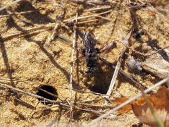 Pasites maculatus