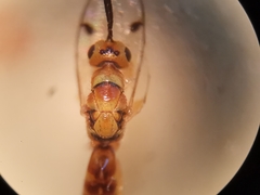 Megastigmus aculeatus