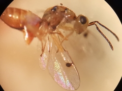 Megastigmus aculeatus