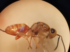 Megastigmus aculeatus