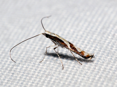 Acrocercops ophiodes