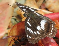 Limenitis sydyi