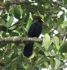 Musophaga rossae