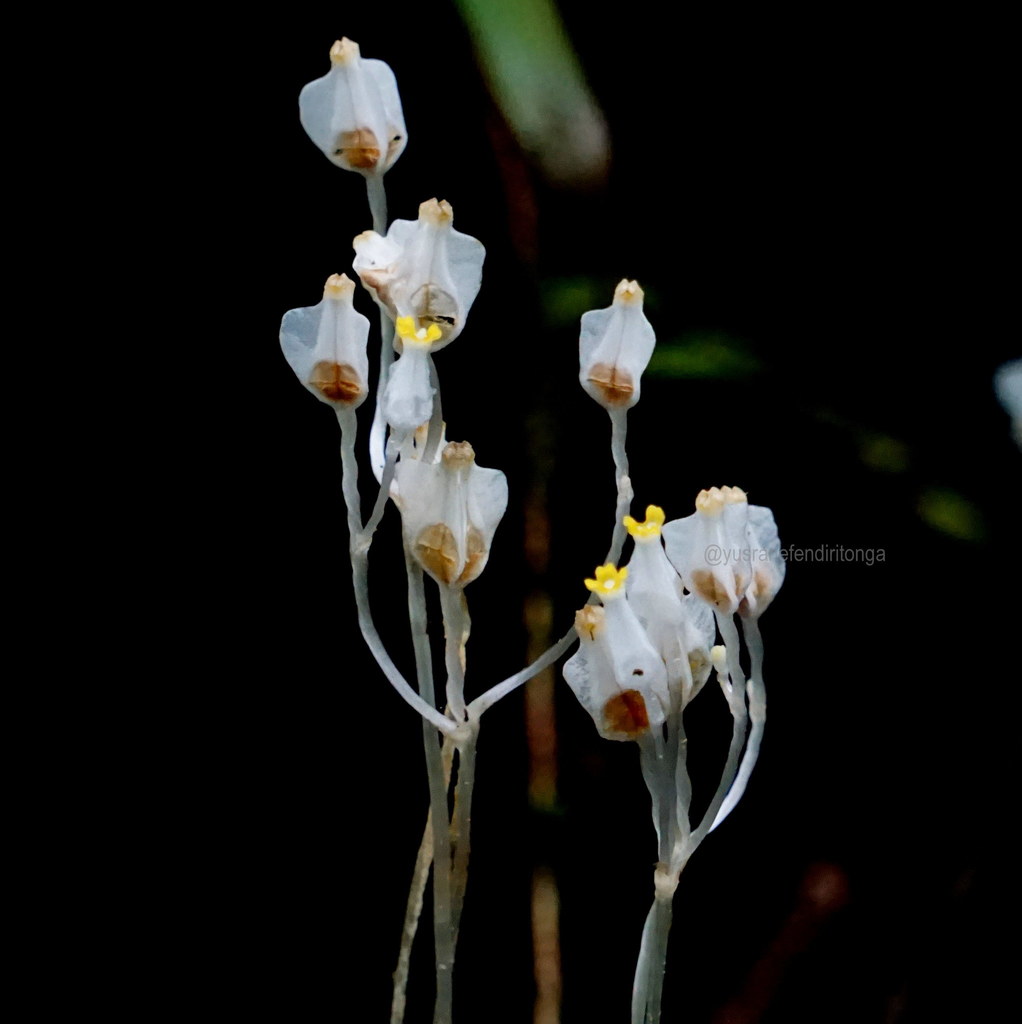 Burmannia lutescens (Burmannia lutescens)