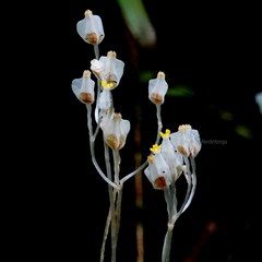 Burmannia lutescens