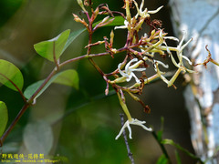Anodendron benthamiana