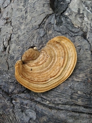 Trametes versicolor