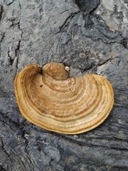 Trametes versicolor