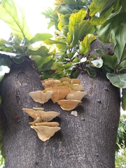 Trametes versicolor