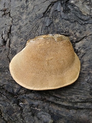 Trametes versicolor