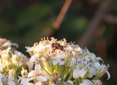 Copestylum tamaulipanum