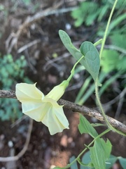 Ipomoea obscura obscura