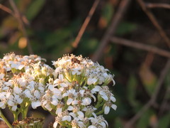 Copestylum tamaulipanum