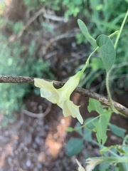Ipomoea obscura obscura