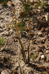 Eulophia bolusii