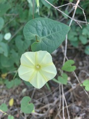 Ipomoea obscura obscura
