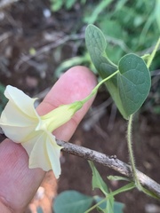 Ipomoea obscura obscura