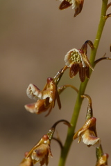 Eulophia bolusii
