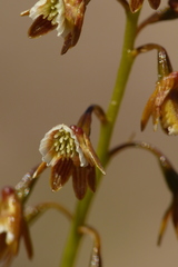 Eulophia bolusii