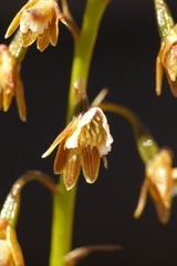 Eulophia bolusii