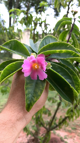 Pereskia grandifolia ssp. grandifolia