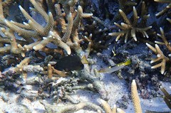 Pomacentrus chrysurus