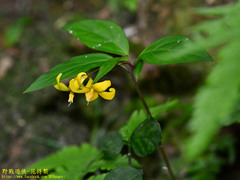 Lysimachia ardisioides