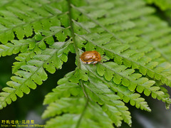 Basiprionota angusta