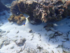 Pomacentrus chrysurus