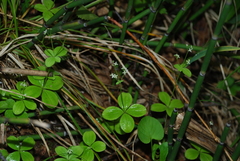 Galium kamtschaticum