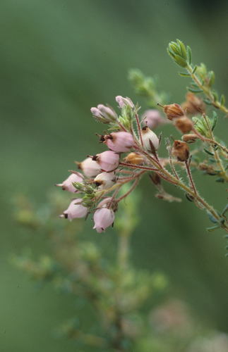 Image of Erica hirta by (c) Tom Lloyd Evans, some rights reserved (CC BY-SA)