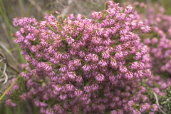 Erica globiceps consors