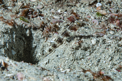 Vanderhorstia papilio