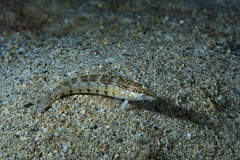 Parapercis lineopunctata