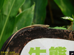Takydromus viridipunctatus