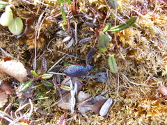 Carabus vietinghoffii