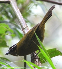 Kleinothraupis atropileus