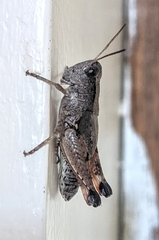 Phaulacridium vittatum