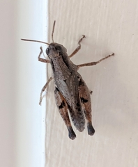 Phaulacridium vittatum