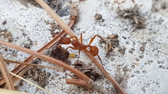 Aphaenogaster sardoa