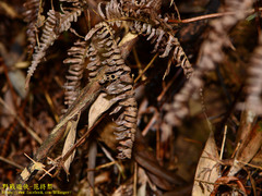 Deltoplastis commatopa