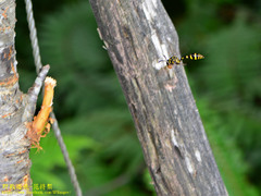 Phimenes flavopictus formosanus