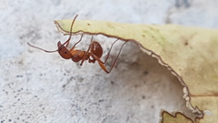 Aphaenogaster sardoa