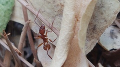 Aphaenogaster sardoa