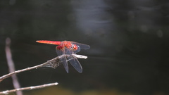 Aethriamanta circumsignata