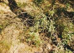 Olea europaea europaea
