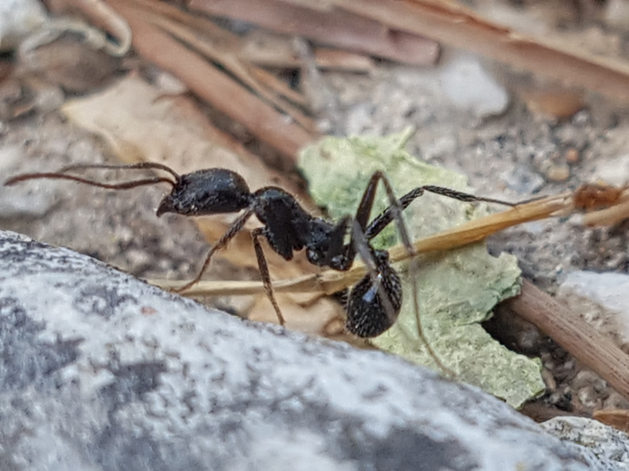 Aphaenogaster semipolita